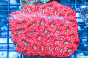 wholesale_coral - saltwater_fish saltwater_coral - rare corals - coralsdepot - Corals_Depot - live_corals - eye - catching - coral quality_marine_fish - quality - marine discoun