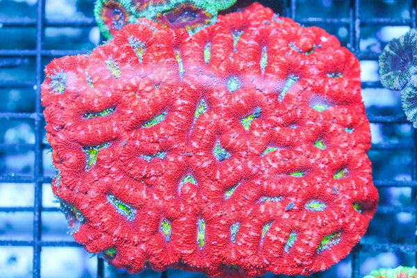 wholesale_coral - saltwater_fish saltwater_coral - rare corals - coralsdepot - Corals_Depot - live_corals - eye - catching - coral quality_marine_fish - quality - marine discoun