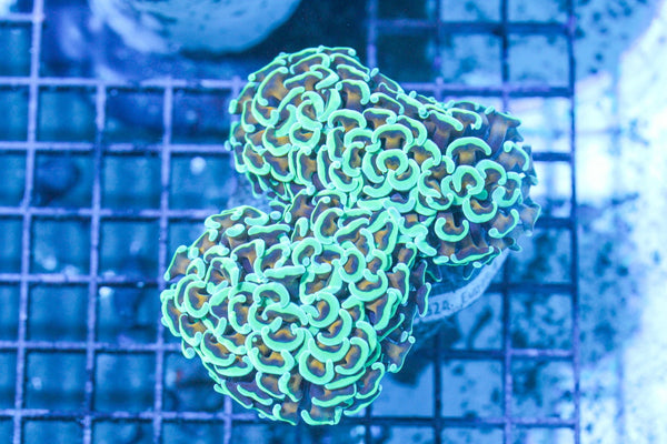 wholesale_coral - saltwater_fish saltwater_coral - rare corals - coralsdepot - Corals_Depot - live_corals - eye - catching - coral quality_marine_fish - quality - marine discoun