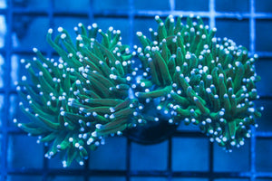 wholesale_coral - saltwater_fish saltwater_coral - rare corals - coralsdepot - Corals_Depot - live_corals - eye - catching - coral quality_marine_fish - quality - marine discoun