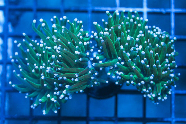 wholesale_coral - saltwater_fish saltwater_coral - rare corals - coralsdepot - Corals_Depot - live_corals - eye - catching - coral quality_marine_fish - quality - marine discoun