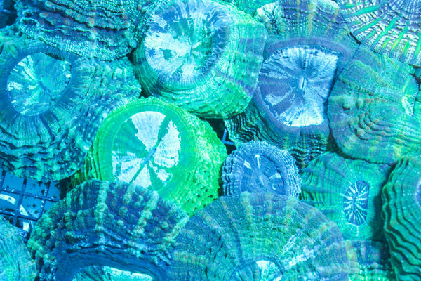 wholesale_coral - saltwater_fish saltwater_coral - rare corals - coralsdepot - Corals_Depot - live_corals - eye - catching - coral quality_marine_fish - quality - marine discoun