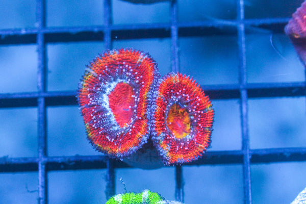 wholesale_coral - saltwater_fish saltwater_coral - rare corals - coralsdepot - Corals_Depot - live_corals - eye - catching - coral quality_marine_fish - quality - marine discoun