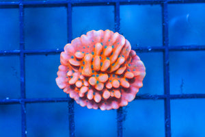 wholesale_coral - saltwater_fish saltwater_coral - rare corals - coralsdepot - Corals_Depot - live_corals - eye - catching - coral quality_marine_fish - quality - marine discoun