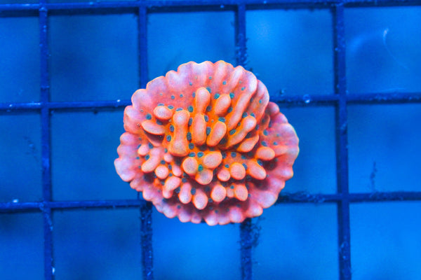 wholesale_coral - saltwater_fish saltwater_coral - rare corals - coralsdepot - Corals_Depot - live_corals - eye - catching - coral quality_marine_fish - quality - marine discoun