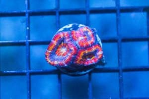 wholesale_coral - saltwater_fish saltwater_coral - rare corals - coralsdepot - Corals_Depot - live_corals - eye - catching - coral quality_marine_fish - quality - marine discoun