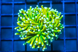 wholesale_coral - saltwater_fish saltwater_coral - rare corals - coralsdepot - Corals_Depot - live_corals - eye - catching - coral quality_marine_fish - quality - marine discoun