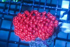 wholesale_coral - saltwater_fish saltwater_coral - rare corals - coralsdepot - Corals_Depot - live_corals - eye - catching - coral quality_marine_fish - quality - marine discoun