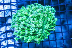wholesale_coral - saltwater_fish saltwater_coral - rare corals - coralsdepot - Corals_Depot - live_corals - eye - catching - coral quality_marine_fish - quality - marine discoun
