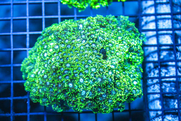 wholesale_coral - saltwater_fish saltwater_coral - rare corals - coralsdepot - Corals_Depot - live_corals - eye - catching - coral quality_marine_fish - quality - marine discoun