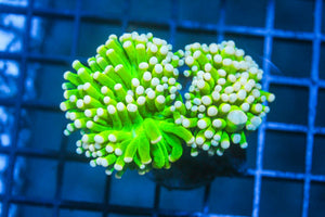 wholesale_coral - saltwater_fish saltwater_coral - rare corals - coralsdepot - Corals_Depot - live_corals - eye - catching - coral quality_marine_fish - quality - marine discoun