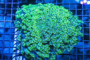 wholesale_coral - saltwater_fish saltwater_coral - rare corals - coralsdepot - Corals_Depot - live_corals - eye - catching - coral quality_marine_fish - quality - marine discoun