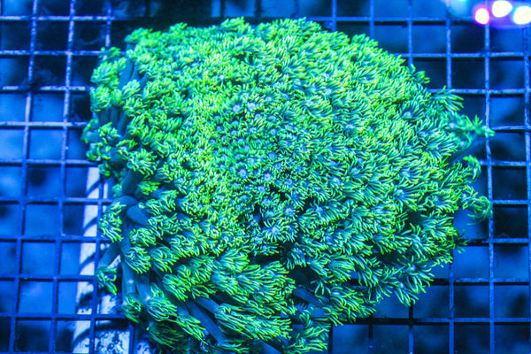 wholesale_coral - saltwater_fish saltwater_coral - rare corals - coralsdepot - Corals_Depot - live_corals - eye - catching - coral quality_marine_fish - quality - marine discoun