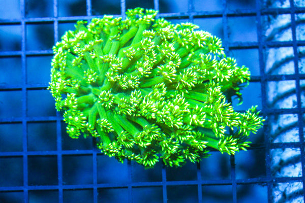 wholesale_coral - saltwater_fish saltwater_coral - rare corals - coralsdepot - Corals_Depot - live_corals - eye - catching - coral quality_marine_fish - quality - marine discoun