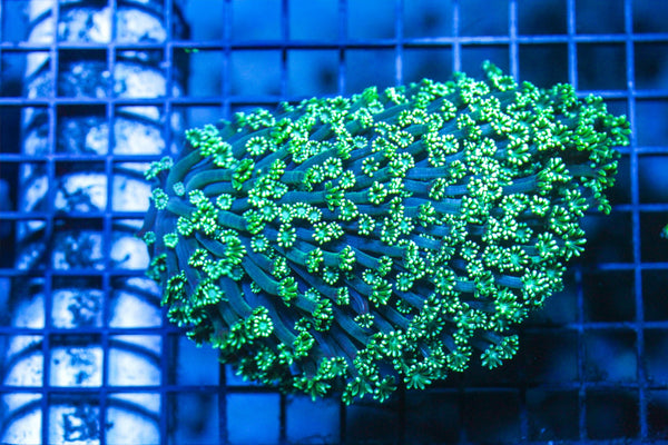wholesale_coral - saltwater_fish saltwater_coral - rare corals - coralsdepot - Corals_Depot - live_corals - eye - catching - coral quality_marine_fish - quality - marine discoun