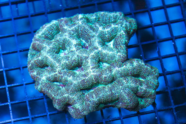 wholesale_coral - saltwater_fish saltwater_coral - rare corals - coralsdepot - Corals_Depot - live_corals - eye - catching - coral quality_marine_fish - quality - marine discoun