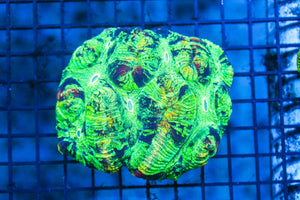 wholesale_coral - saltwater_fish saltwater_coral - rare corals - coralsdepot - Corals_Depot - live_corals - eye - catching - coral quality_marine_fish - quality - marine discoun
