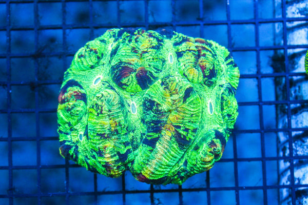 wholesale_coral - saltwater_fish saltwater_coral - rare corals - coralsdepot - Corals_Depot - live_corals - eye - catching - coral quality_marine_fish - quality - marine discoun