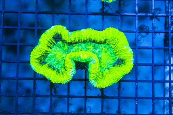 wholesale_coral - saltwater_fish saltwater_coral - rare corals - coralsdepot - Corals_Depot - live_corals - eye - catching - coral quality_marine_fish - quality - marine discoun