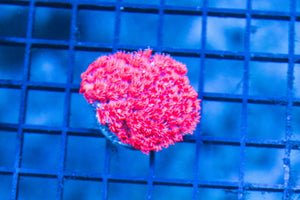 wholesale_coral - saltwater_fish saltwater_coral - rare corals - coralsdepot - Corals_Depot - live_corals - eye - catching - coral quality_marine_fish - quality - marine discoun
