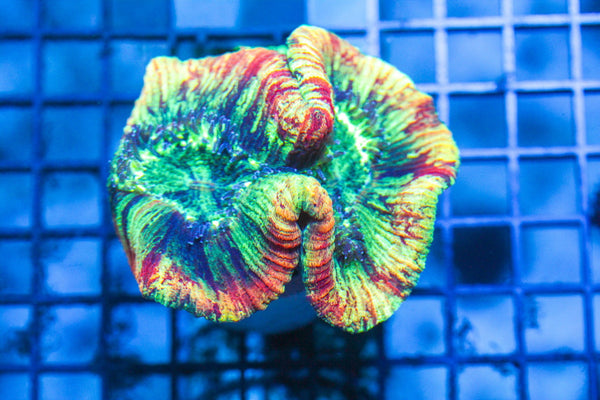 wholesale_coral - saltwater_fish saltwater_coral - rare corals - coralsdepot - Corals_Depot - live_corals - eye - catching - coral quality_marine_fish - quality - marine discoun