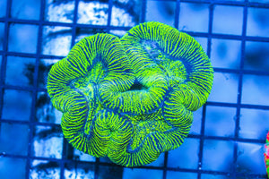 wholesale_coral - saltwater_fish saltwater_coral - rare corals - coralsdepot - Corals_Depot - live_corals - eye - catching - coral quality_marine_fish - quality - marine discoun