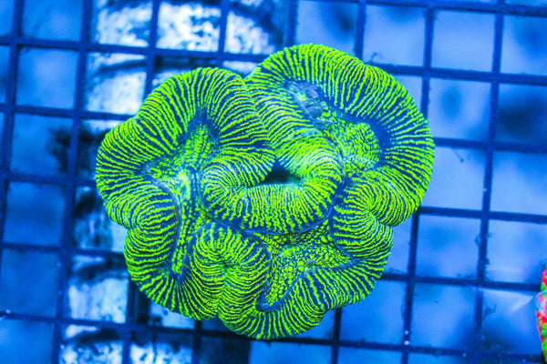 wholesale_coral - saltwater_fish saltwater_coral - rare corals - coralsdepot - Corals_Depot - live_corals - eye - catching - coral quality_marine_fish - quality - marine discoun
