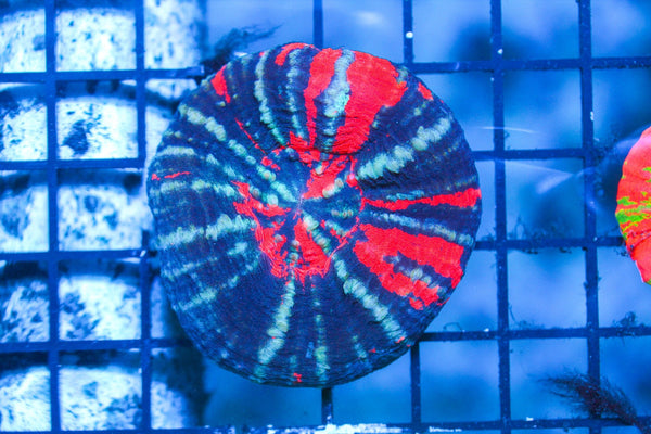 wholesale_coral - saltwater_fish saltwater_coral - rare corals - coralsdepot - Corals_Depot - live_corals - eye - catching - coral quality_marine_fish - quality - marine discoun