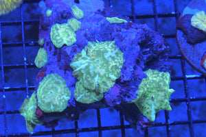 wholesale_coral - saltwater_fish saltwater_coral - rare corals - coralsdepot - Corals_Depot - live_corals - eye - catching - coral quality_marine_fish - quality - marine discoun