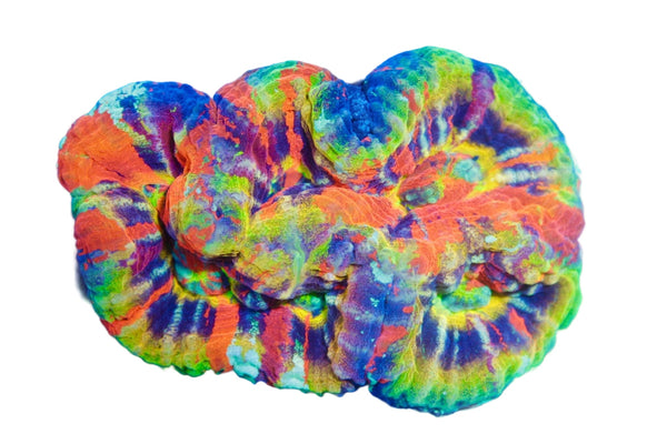 wholesale_coral - saltwater_fish saltwater_coral - rare corals - coralsdepot - Corals_Depot - live_corals - eye - catching - coral quality_marine_fish - quality - marine discoun