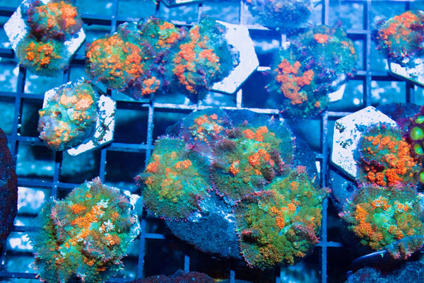 wholesale_coral - saltwater_fish saltwater_coral - rare corals - coralsdepot - Corals_Depot - live_corals - eye - catching - coral quality_marine_fish - quality - marine discoun
