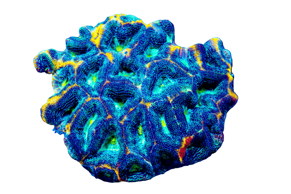 wholesale_coral - saltwater_fish saltwater_coral - rare corals - coralsdepot - Corals_Depot - live_corals - eye - catching - coral quality_marine_fish - quality - marine discoun