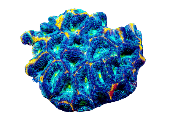 wholesale_coral - saltwater_fish saltwater_coral - rare corals - coralsdepot - Corals_Depot - live_corals - eye - catching - coral quality_marine_fish - quality - marine discoun