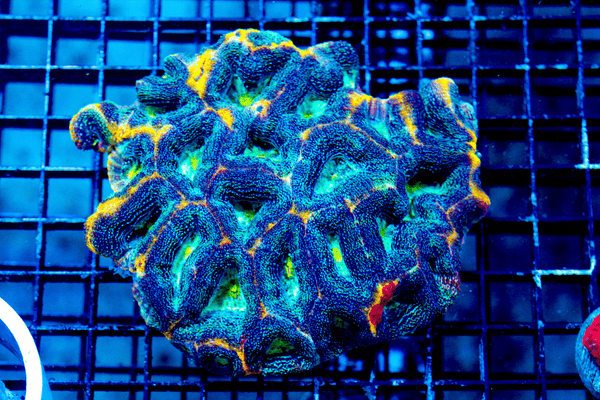 wholesale_coral - saltwater_fish saltwater_coral - rare corals - coralsdepot - Corals_Depot - live_corals - eye - catching - coral quality_marine_fish - quality - marine discoun