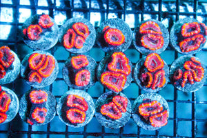 wholesale_coral - saltwater_fish saltwater_coral - rare corals - coralsdepot - Corals_Depot - live_corals - eye - catching - coral quality_marine_fish - quality - marine discoun