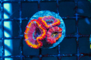 wholesale_coral - saltwater_fish saltwater_coral - rare corals - coralsdepot - Corals_Depot - live_corals - eye - catching - coral quality_marine_fish - quality - marine discoun