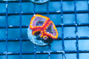 wholesale_coral - saltwater_fish saltwater_coral - rare corals - coralsdepot - Corals_Depot - live_corals - eye - catching - coral quality_marine_fish - quality - marine discoun