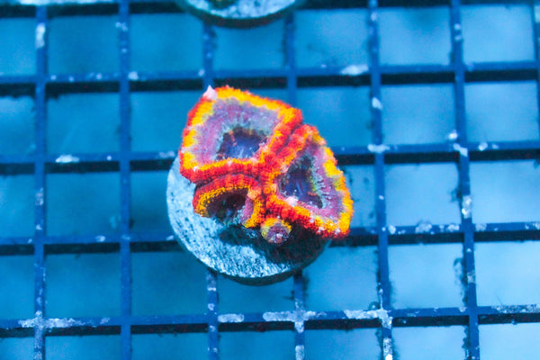 wholesale_coral - saltwater_fish saltwater_coral - rare corals - coralsdepot - Corals_Depot - live_corals - eye - catching - coral quality_marine_fish - quality - marine discoun