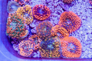 wholesale_coral - saltwater_fish saltwater_coral - rare corals - coralsdepot - Corals_Depot - live_corals - eye - catching - coral quality_marine_fish - quality - marine discoun