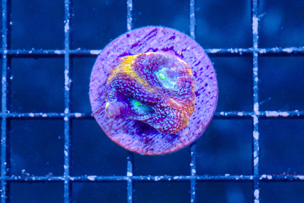 wholesale_coral - saltwater_fish saltwater_coral - rare corals - coralsdepot - Corals_Depot - live_corals - eye - catching - coral quality_marine_fish - quality - marine discoun