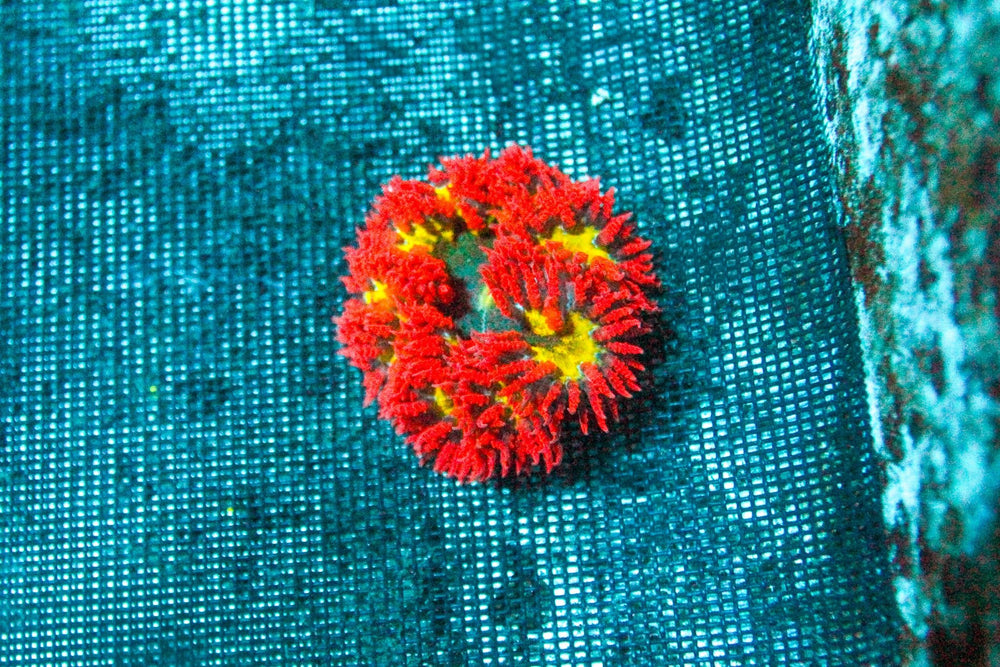 wholesale_coral - saltwater_fish saltwater_coral - rare corals - coralsdepot - Corals_Depot - live_corals - eye - catching - coral quality_marine_fish - quality - marine discoun