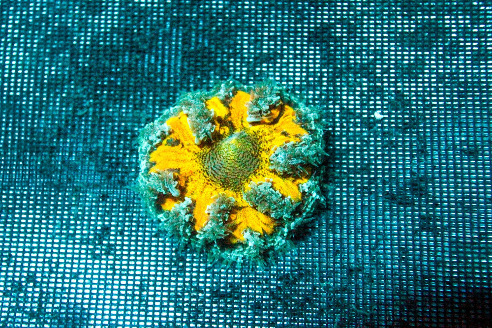 wholesale_coral - saltwater_fish saltwater_coral - rare corals - coralsdepot - Corals_Depot - live_corals - eye - catching - coral quality_marine_fish - quality - marine discoun