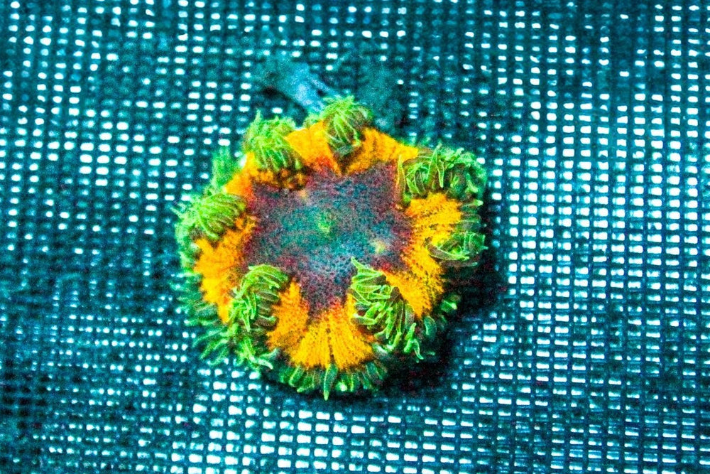 wholesale_coral - saltwater_fish saltwater_coral - rare corals - coralsdepot - Corals_Depot - live_corals - eye - catching - coral quality_marine_fish - quality - marine discoun