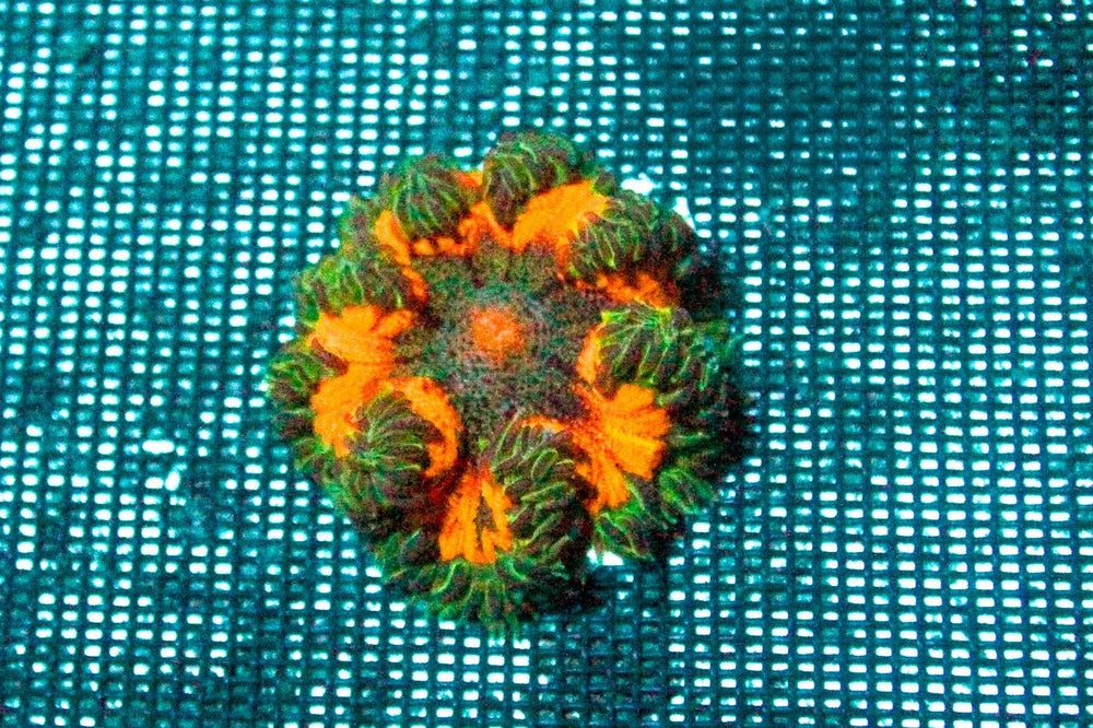 wholesale_coral - saltwater_fish saltwater_coral - rare corals - coralsdepot - Corals_Depot - live_corals - eye - catching - coral quality_marine_fish - quality - marine discoun