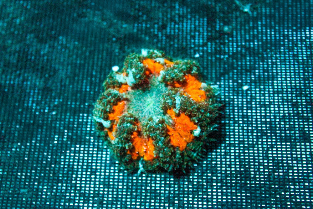 wholesale_coral - saltwater_fish saltwater_coral - rare corals - coralsdepot - Corals_Depot - live_corals - eye - catching - coral quality_marine_fish - quality - marine discoun