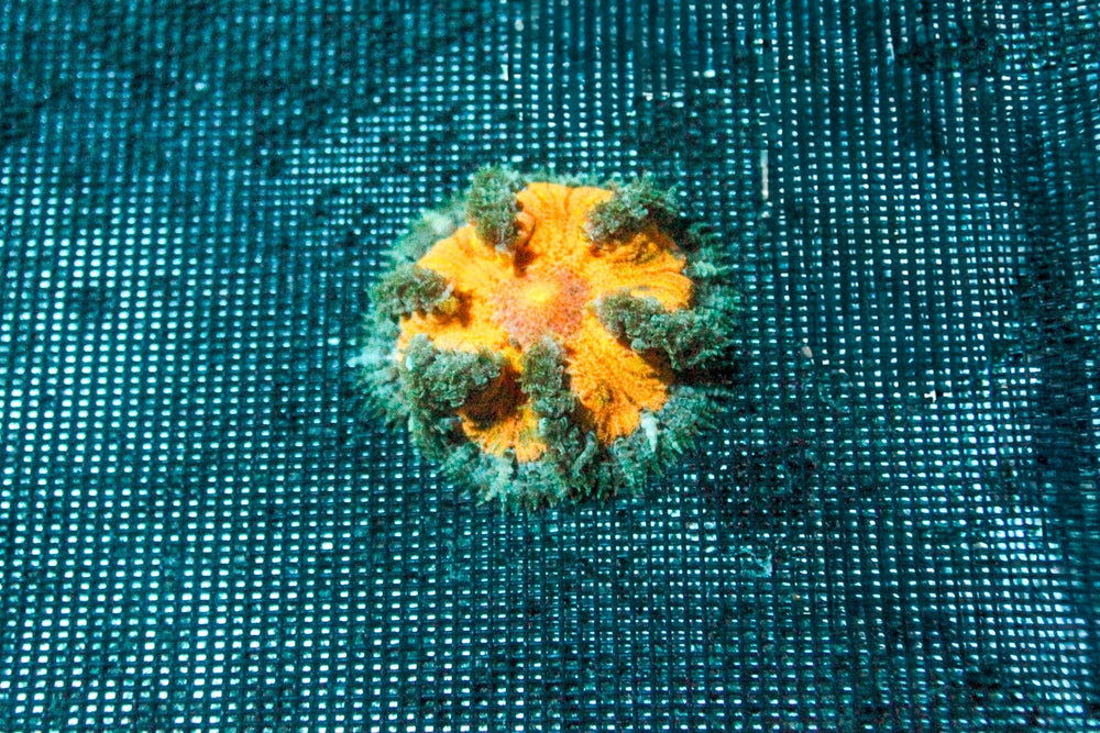 wholesale_coral - saltwater_fish saltwater_coral - rare corals - coralsdepot - Corals_Depot - live_corals - eye - catching - coral quality_marine_fish - quality - marine discoun