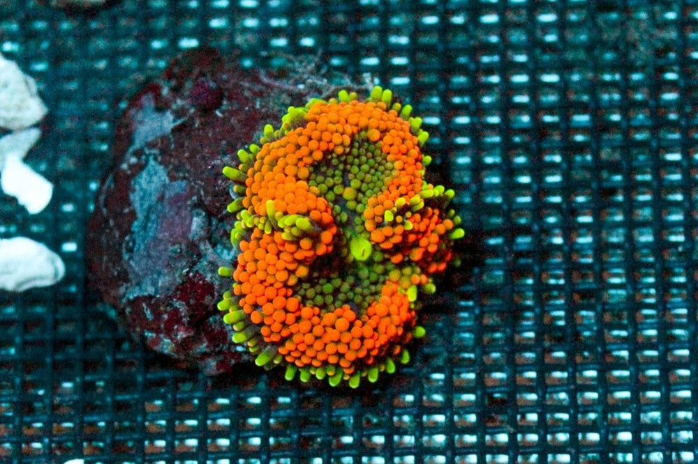 wholesale_coral - saltwater_fish saltwater_coral - rare corals - coralsdepot - Corals_Depot - live_corals - eye - catching - coral quality_marine_fish - quality - marine discoun