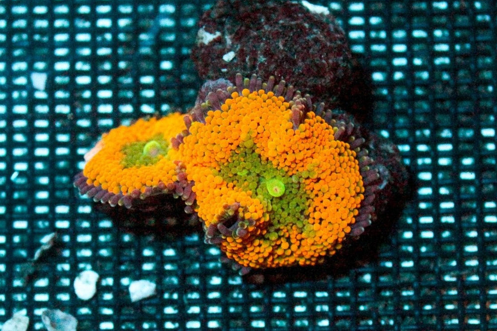 wholesale_coral - saltwater_fish saltwater_coral - rare corals - coralsdepot - Corals_Depot - live_corals - eye - catching - coral quality_marine_fish - quality - marine discoun