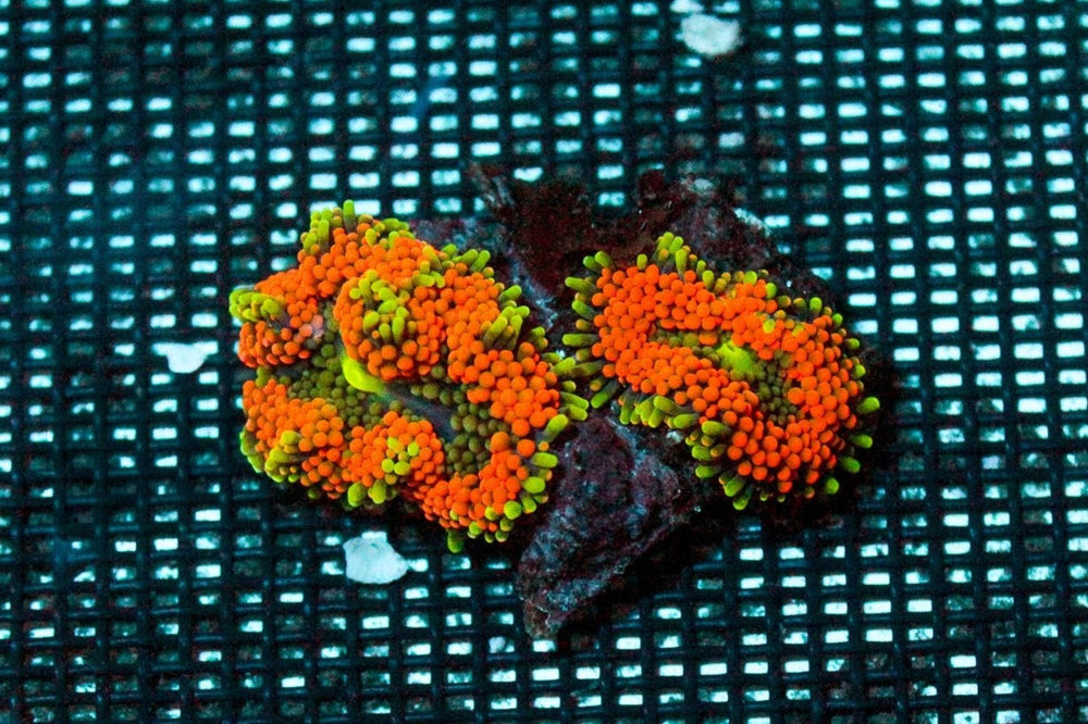 wholesale_coral - saltwater_fish saltwater_coral - rare corals - coralsdepot - Corals_Depot - live_corals - eye - catching - coral quality_marine_fish - quality - marine discoun