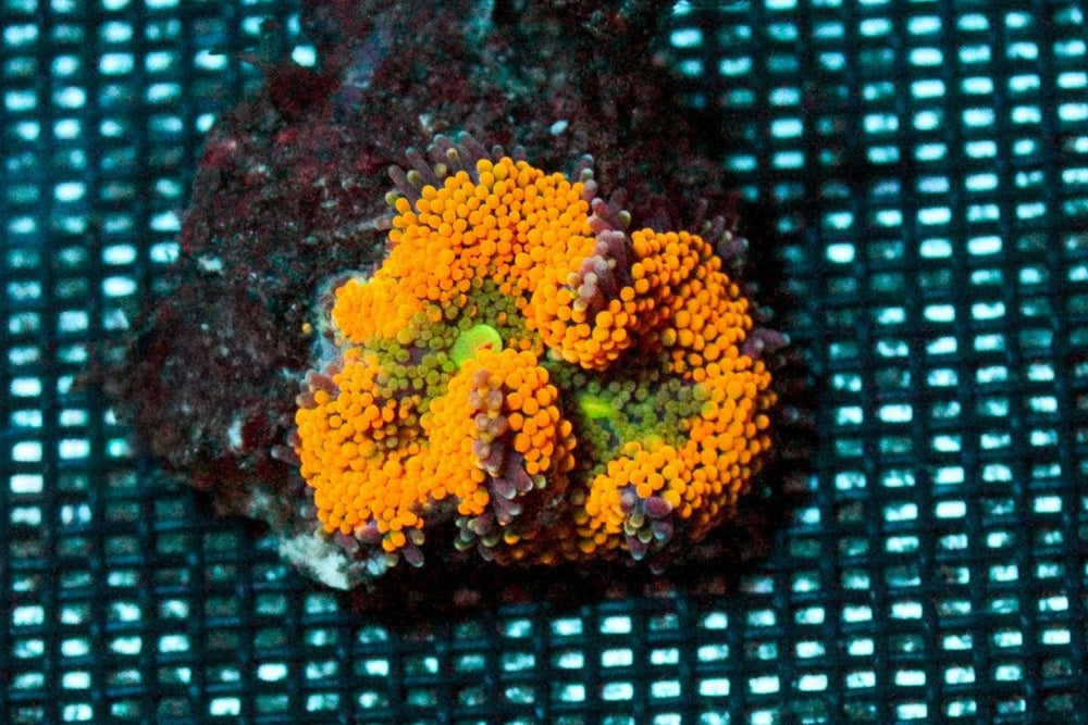 wholesale_coral - saltwater_fish saltwater_coral - rare corals - coralsdepot - Corals_Depot - live_corals - eye - catching - coral quality_marine_fish - quality - marine discoun